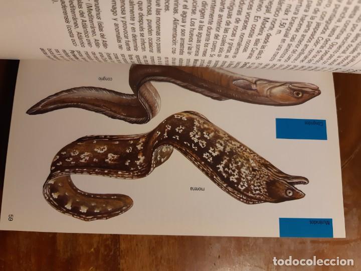 Libros de segunda mano: Peces de mar Blume - Foto 4