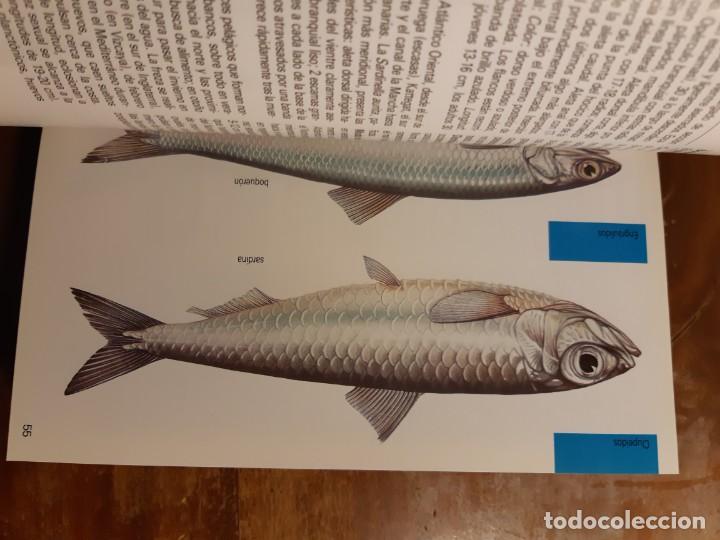 Libros de segunda mano: Peces de mar Blume - Foto 8