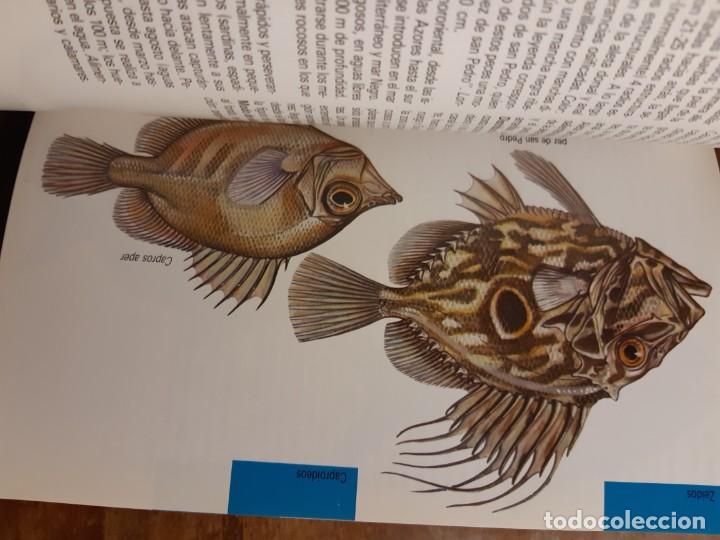 Libros de segunda mano: Peces de mar Blume - Foto 9