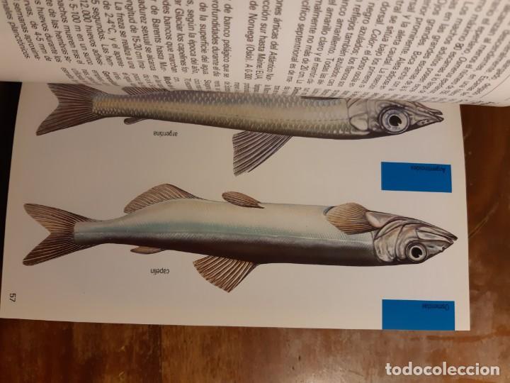 Libros de segunda mano: Peces de mar Blume - Foto 10