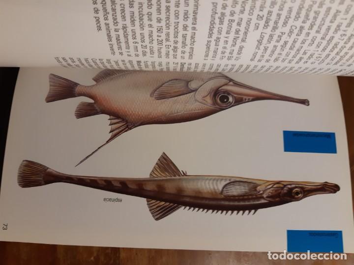Libros de segunda mano: Peces de mar Blume - Foto 11