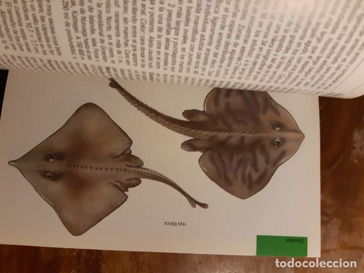 Libros de segunda mano: Peces de mar Blume - Foto 12