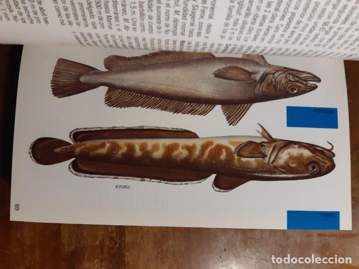 Libros de segunda mano: Peces de mar Blume - Foto 15