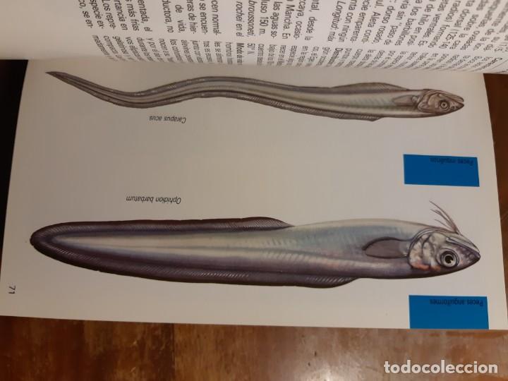 Libros de segunda mano: Peces de mar Blume - Foto 17