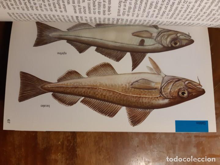 Libros de segunda mano: Peces de mar Blume - Foto 22
