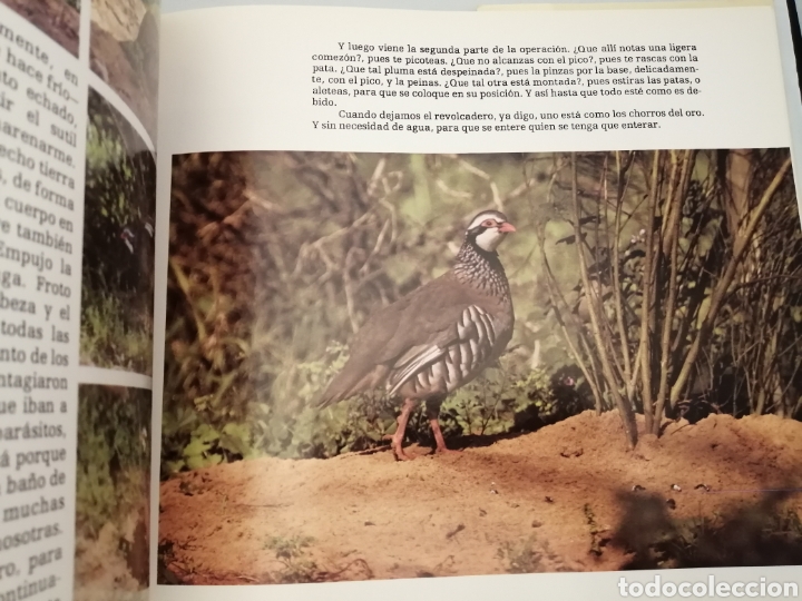 Libros de segunda mano: LA PERDIZ ROJA Y SU MUNDO (PRIMERA EDICI&Oacute;N) - Foto 5