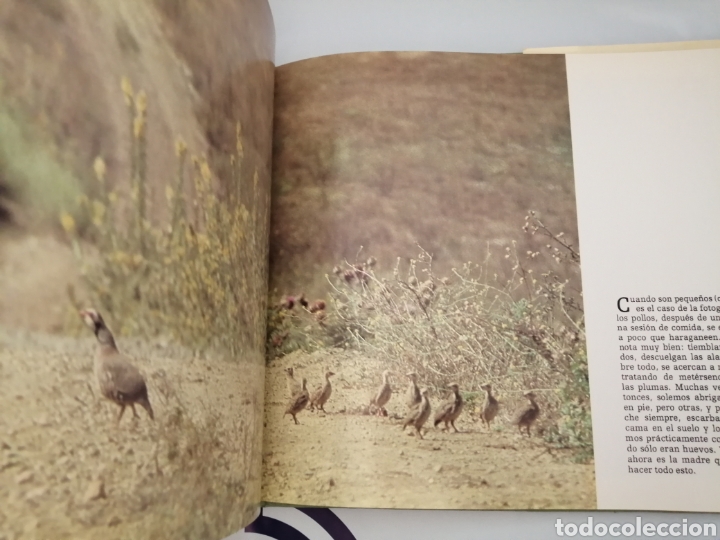 Libros de segunda mano: LA PERDIZ ROJA Y SU MUNDO (PRIMERA EDICI&Oacute;N) - Foto 6