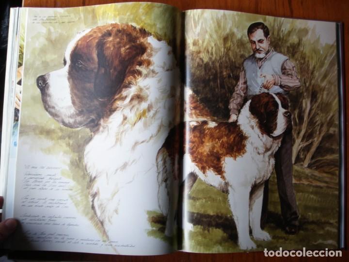 Libros de segunda mano: LIBRO PERROS COLOR Y FORMA JOSE CARLOS GRACIA ED ESPASA - Foto 8