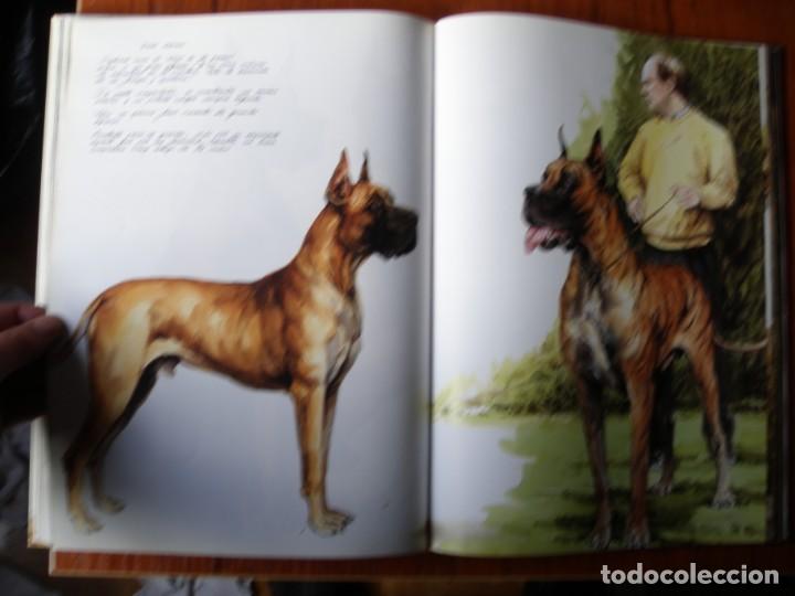 Libros de segunda mano: LIBRO PERROS COLOR Y FORMA JOSE CARLOS GRACIA ED ESPASA - Foto 10