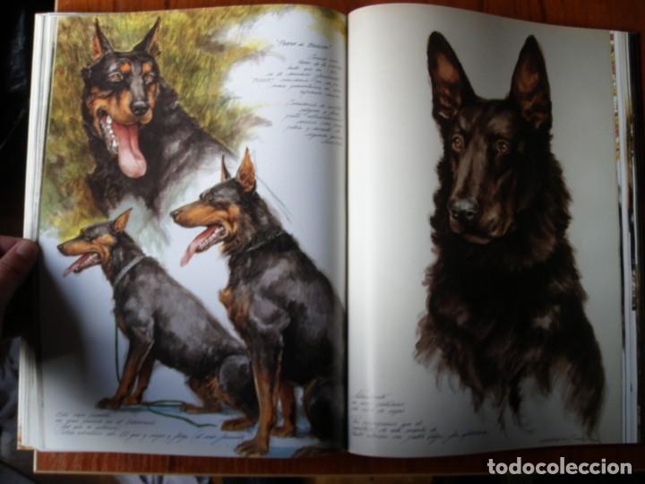 Libros de segunda mano: LIBRO PERROS COLOR Y FORMA JOSE CARLOS GRACIA ED ESPASA - Foto 12