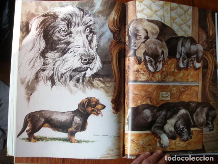 Libros de segunda mano: LIBRO PERROS COLOR Y FORMA JOSE CARLOS GRACIA ED ESPASA - Foto 22