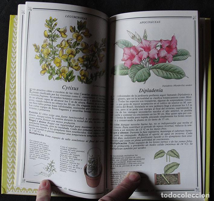 Libros de segunda mano: PLANTAS DE INTERIOR - KENNETH A BECKETT - - Foto 2