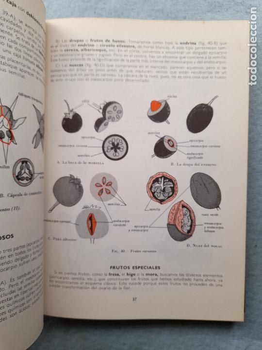 Libros de segunda mano: Bot&aacute;nica. Andr&eacute; Th&eacute;ron. A&ntilde;o 1977. - Foto 3