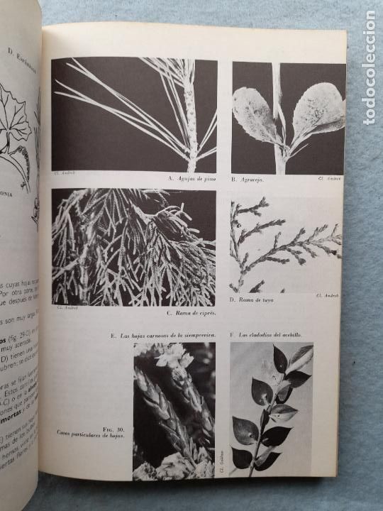 Libros de segunda mano: Bot&aacute;nica. Andr&eacute; Th&eacute;ron. A&ntilde;o 1977. - Foto 4