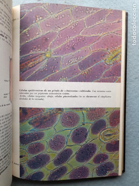 Libros de segunda mano: Bot&aacute;nica. Andr&eacute; Th&eacute;ron. A&ntilde;o 1977. - Foto 5