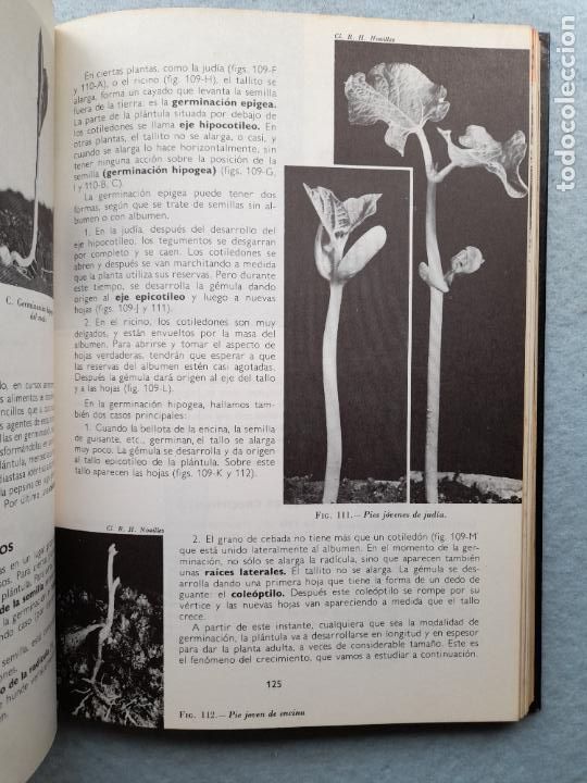 Libros de segunda mano: Bot&aacute;nica. Andr&eacute; Th&eacute;ron. A&ntilde;o 1977. - Foto 7