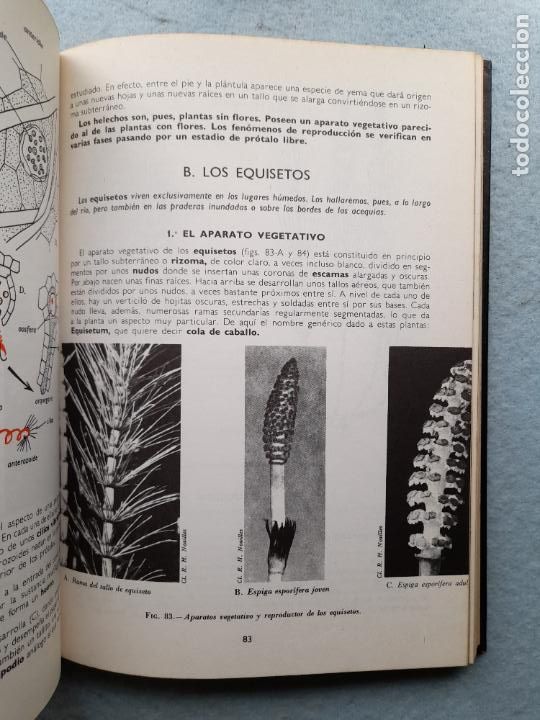Libros de segunda mano: Bot&aacute;nica. Andr&eacute; Th&eacute;ron. A&ntilde;o 1977. - Foto 8