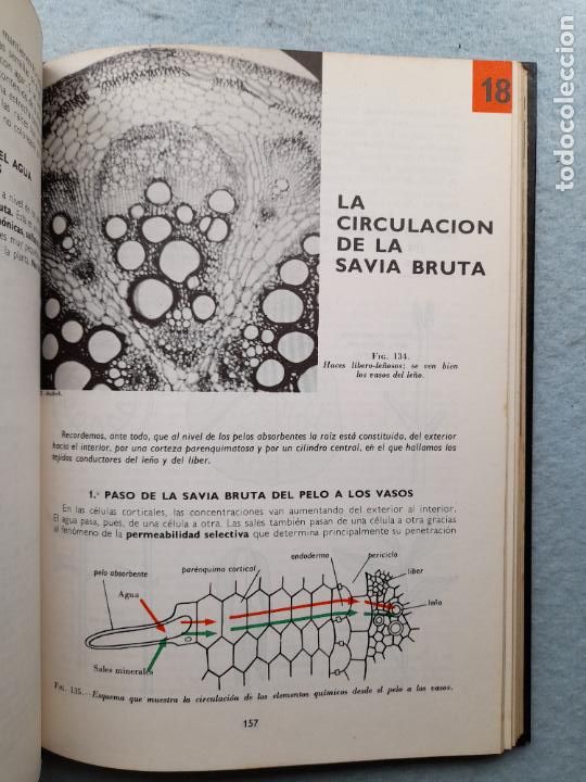 Libros de segunda mano: Bot&aacute;nica. Andr&eacute; Th&eacute;ron. A&ntilde;o 1977. - Foto 9