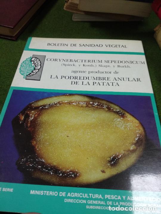 La Podredumbre Anular De La Patata