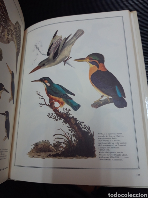 Libros de segunda mano: Aves del mundo H. AMARATA - Foto 5