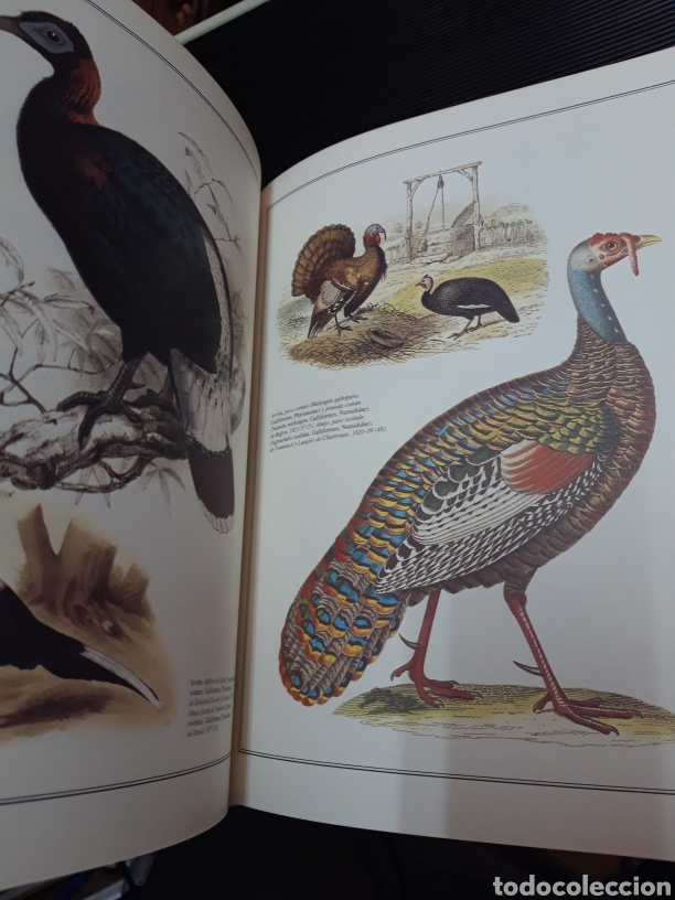 Libros de segunda mano: Aves del mundo H. AMARATA - Foto 6