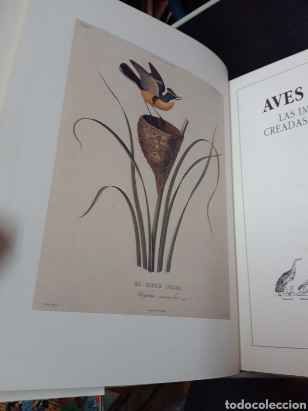 Libros de segunda mano: Aves del mundo H. AMARATA - Foto 7
