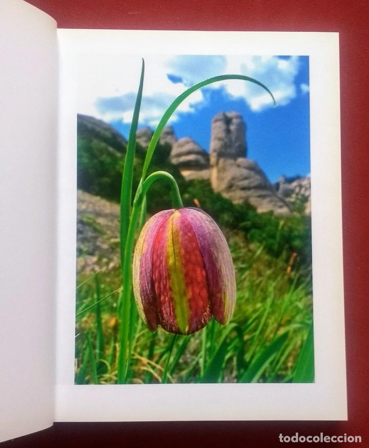 Libros de segunda mano: FLORS DE MONTSERRAT - ALBERT AREAN I TRABAL - MNSRT - Foto 2