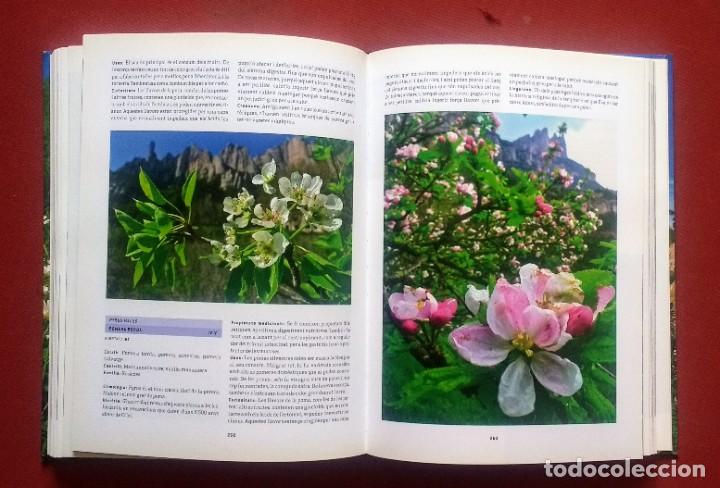 Libros de segunda mano: FLORS DE MONTSERRAT - ALBERT AREAN I TRABAL - MNSRT - Foto 6