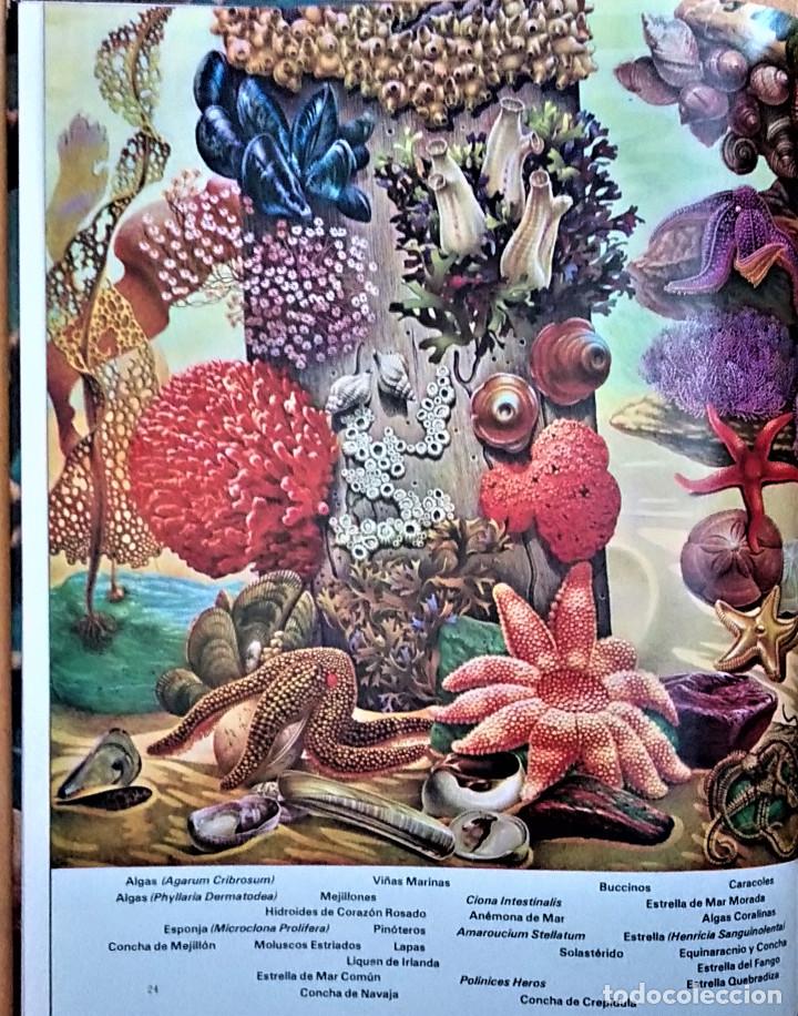 Libros de segunda mano: COLECCI&Oacute;N DE LA NATURALEZA - LIBROS TIME LIFE - EL MAR - Foto 5