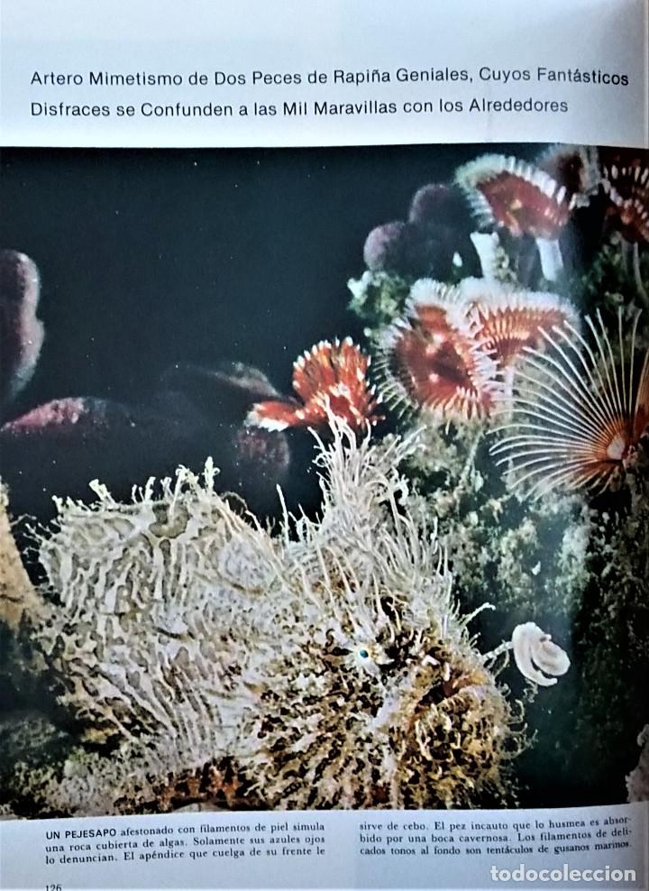 Libros de segunda mano: COLECCI&Oacute;N DE LA NATURALEZA - LIBROS TIME LIFE - EL MAR - Foto 6