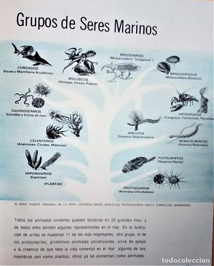 Libros de segunda mano: COLECCI&Oacute;N DE LA NATURALEZA - LIBROS TIME LIFE - EL MAR - Foto 8