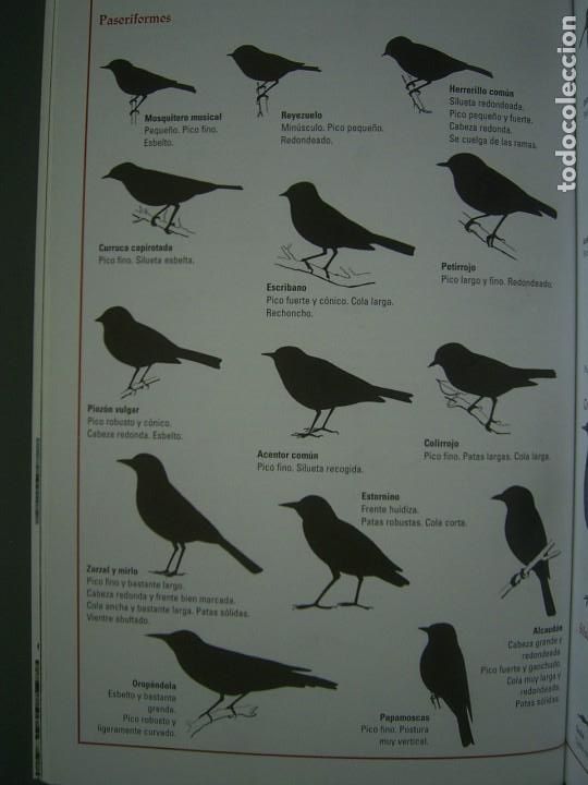Libros de segunda mano: OBSERVAR LAS AVES - Pierre Darmangeat - Foto 3