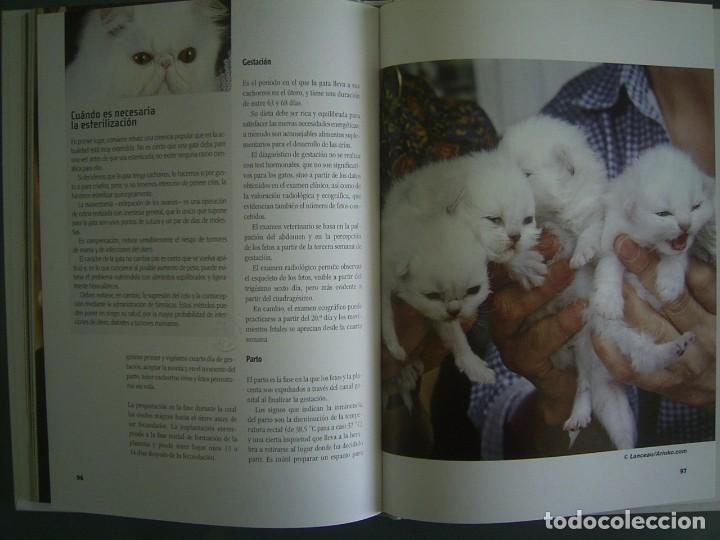 Libros de segunda mano: EL GATO PERSA - Mariolina Cappelletti - Foto 4
