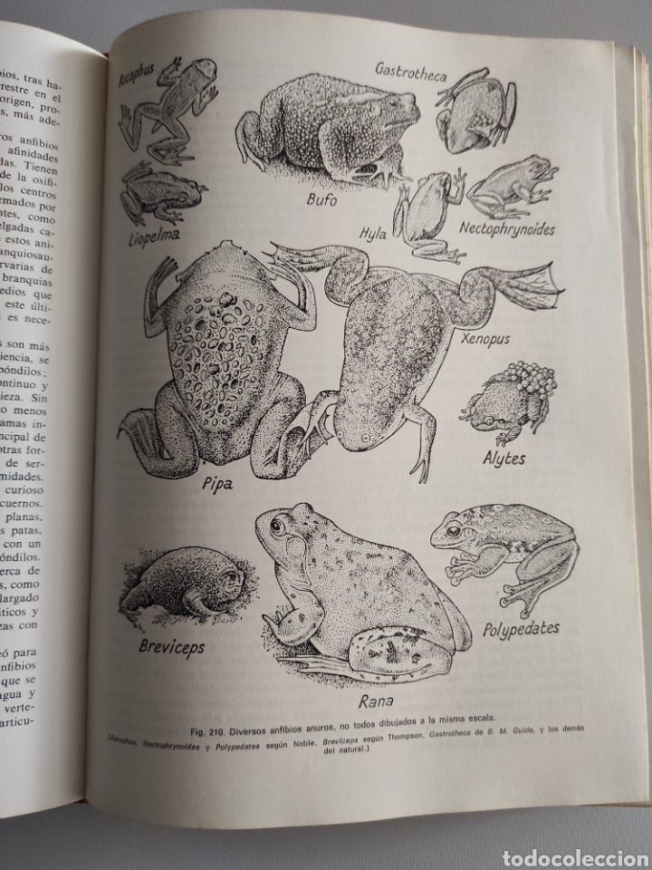 Libros de segunda mano: La vida de los vertebrados. J. Z. Young - Foto 6