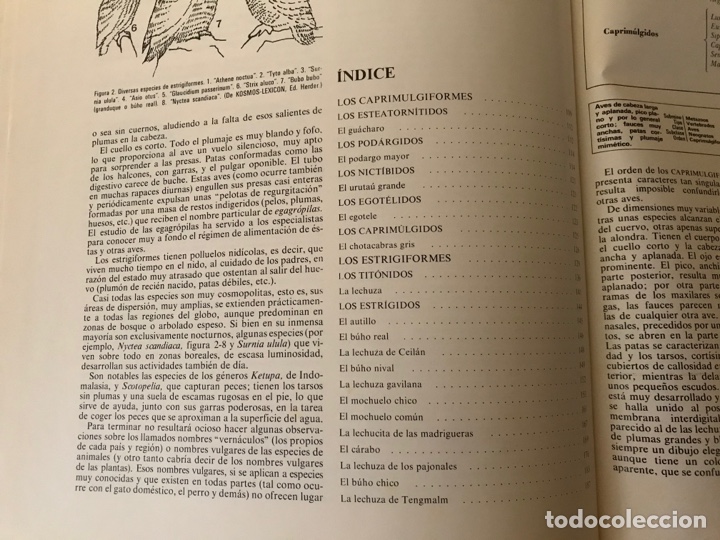 Libros de segunda mano: Las aves nocturnas. Noguer - Foto 2