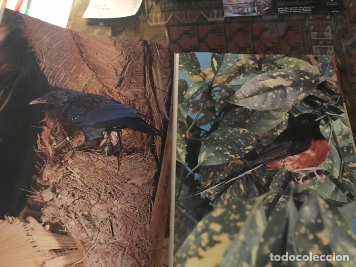 Libros de segunda mano: Los cantores del bosque. Noguer - Foto 3