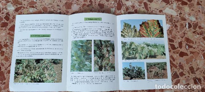 Libros de segunda mano: Tr&iacute;ptico Plagas y enfermedades de la vid. Yesca. 1987 - Foto 3