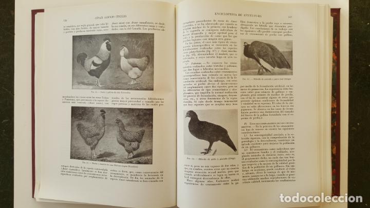Libros de segunda mano: ENCICLOPEDIA DE AVICULTURA - Foto 3