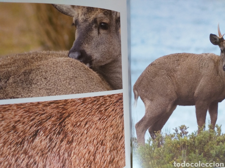 Libros de segunda mano: Los &uacute;ltimos senderos del Huemul - Foto 11