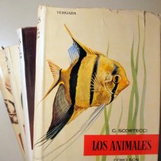 Libros de segunda mano: GARCIA DEL CID, FRANCISCO (DIR.). - LOS ANIMALES (4 VOL. - COMPLETO) - BARCELONA 1960 - MUY ILUSTRAD. Lote 259248095