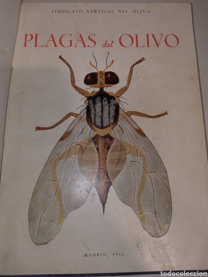 PLAGAS DEL OLIVO SINDICATO VERTICAL MADRID 1961 (Libros de Segunda Mano - Ciencias, Manuales y Oficios - Biología y Botánica)