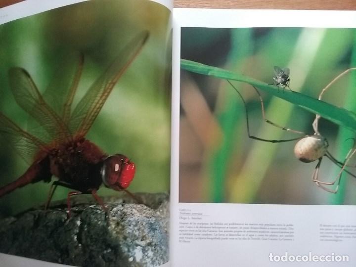 Libros de segunda mano: FAUNA CANARIA, SECRETOS DE LA EVOLUCION, TURQUESA, 2003 - Foto 3