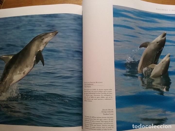 Libros de segunda mano: FAUNA CANARIA, SECRETOS DE LA EVOLUCION, TURQUESA, 2003 - Foto 10