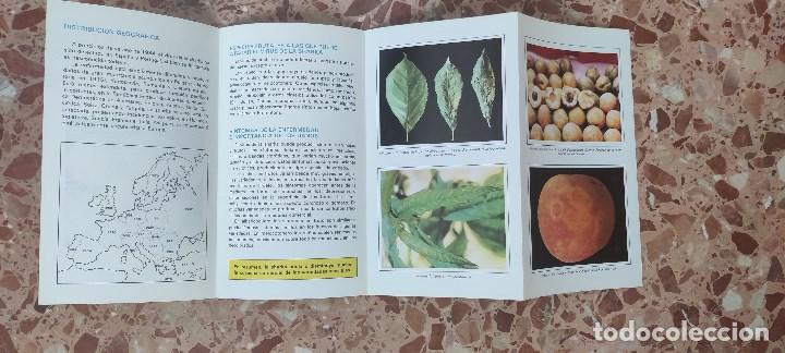 Libros de segunda mano: Cuadr&iacute;pdico el virus de la Sharka (Plum pox virus PPV).1984 - Foto 2