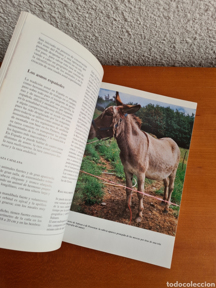 Libros de segunda mano: Conocer los Asnos y las Mulas - Ren&eacute; Metz - Foto 22