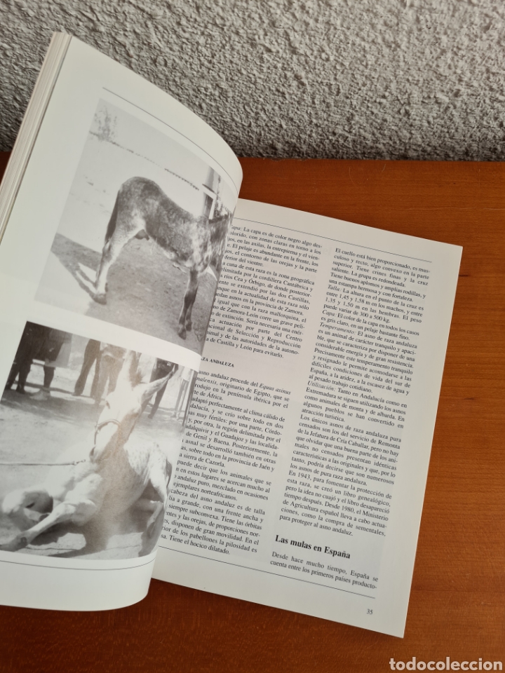 Libros de segunda mano: Conocer los Asnos y las Mulas - Ren&eacute; Metz - Foto 23
