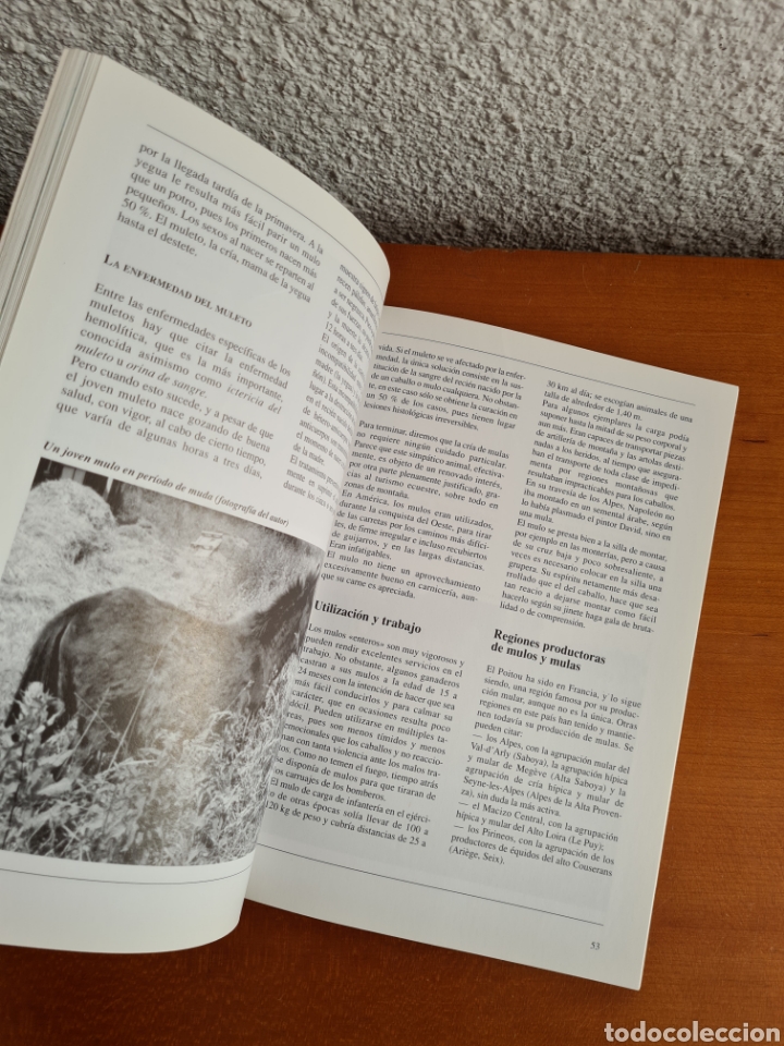 Libros de segunda mano: Conocer los Asnos y las Mulas - Ren&eacute; Metz - Foto 28