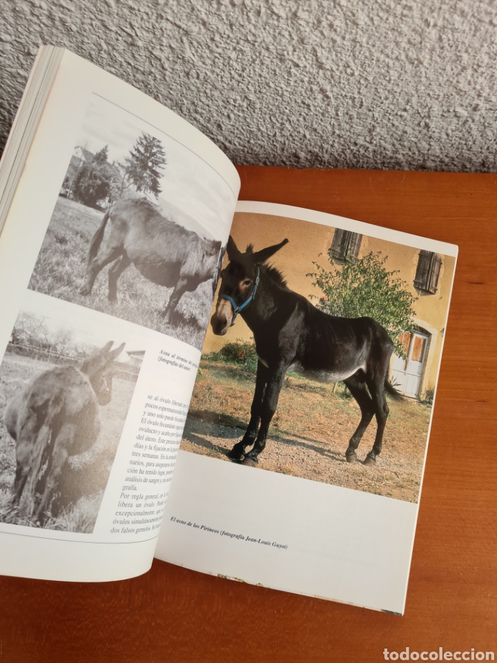 Libros de segunda mano: Conocer los Asnos y las Mulas - Ren&eacute; Metz - Foto 30