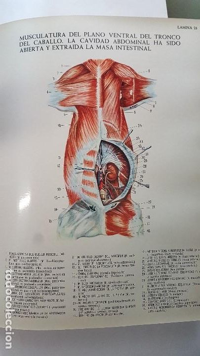 Libros de segunda mano: ANATOMIA DEL CABALLO - Foto 2