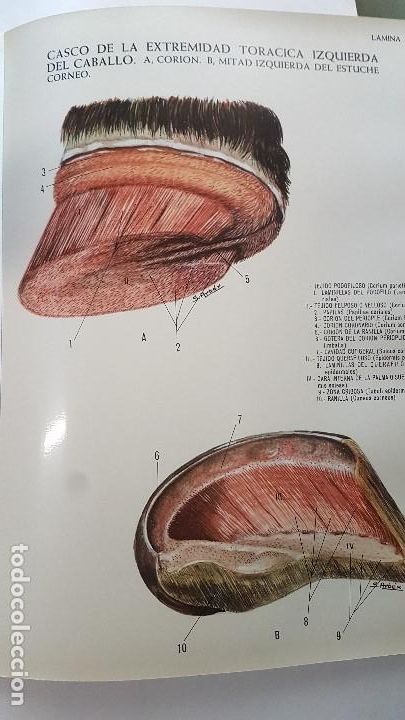 Libros de segunda mano: ANATOMIA DEL CABALLO - Foto 3